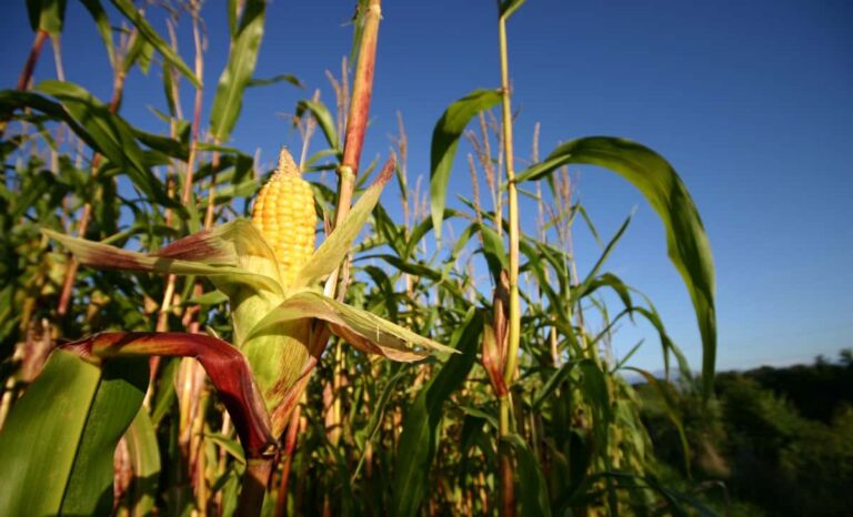 Cargill to advance regenerative agriculture practices across North American farmland by 2030
