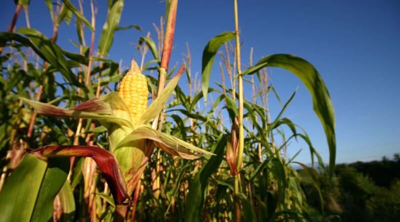Cargill to advance regenerative agriculture practices across North American farmland by 2030