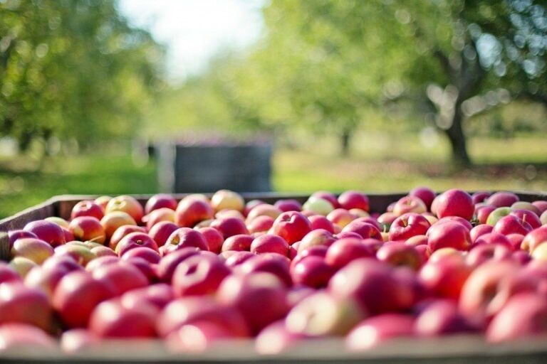 Organic Farming in India