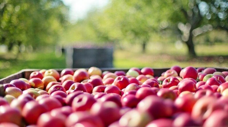 Organic Farming in India