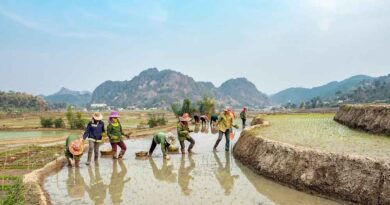 Pesticide-free crop protection yields up to US$ 20 billion/year benefits in Asia-Pacific region