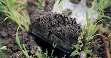 Unlocking gypsum’s soil health benefits: Agrovista