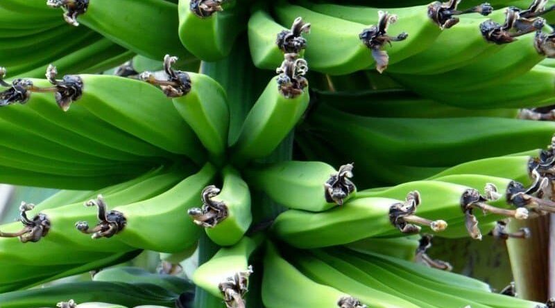 Use of Chemicals and Pesticides for Ripening of Fruits in India