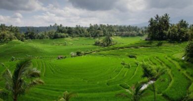 Vietnam seeks to bolster rice exports to Africa