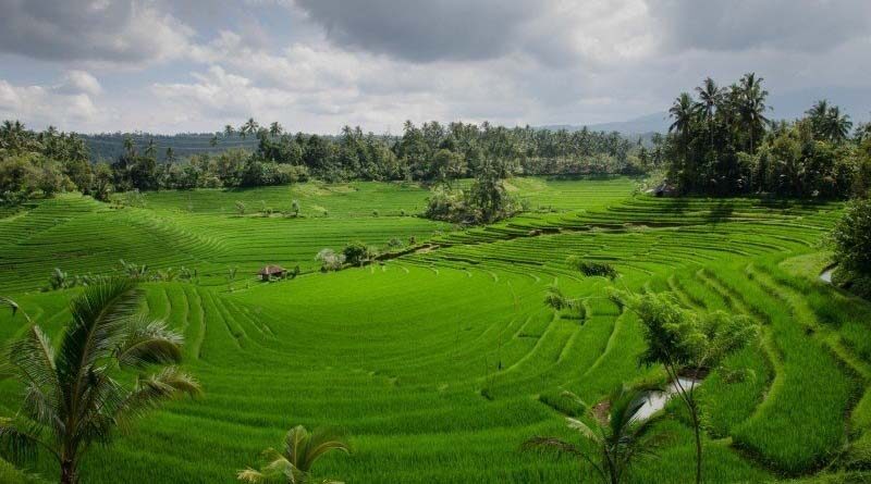 Vietnam seeks to bolster rice exports to Africa