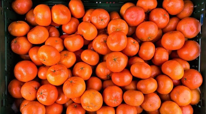 50% subsidy on transport and storage of notified fruits and vegetables under Operation Greens Scheme
