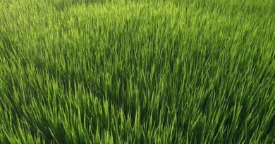 Lower domestic gas price a positive for urea players