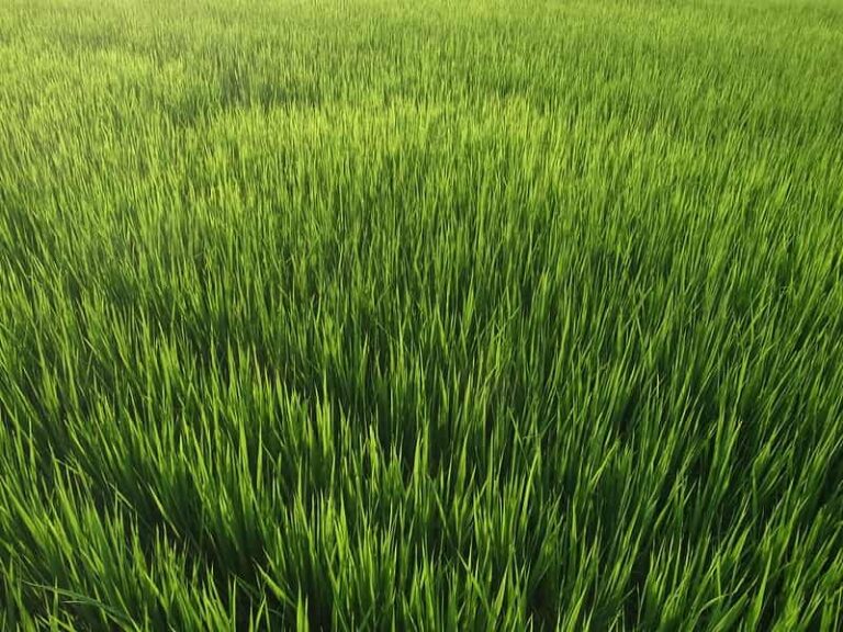 Lower domestic gas price a positive for urea players