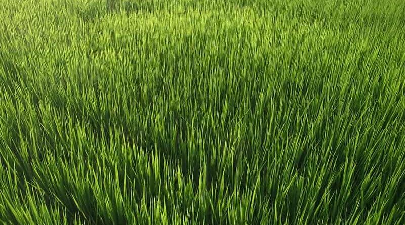 Lower domestic gas price a positive for urea players