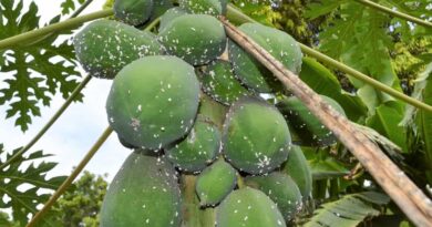Radio campaign to help Kenya’s smallholder farmers fight back papaya mealybug