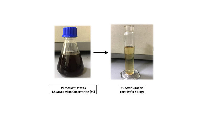 IPFT develops Bio-Pesticide Formulation for insect control