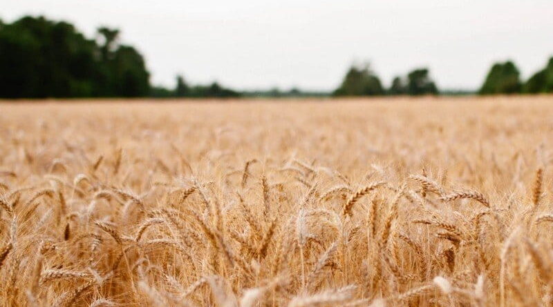 Export of essential agri commodities for the period April-September 2020 increases by 43.4%