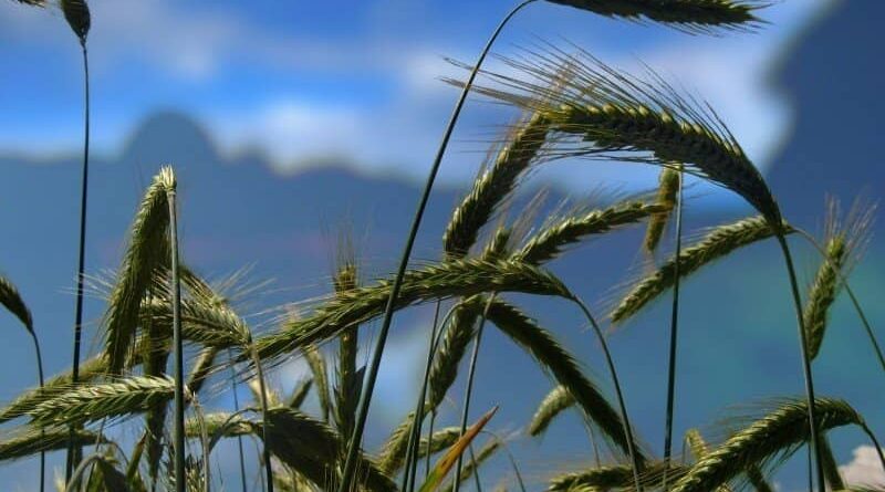 Wheat experts of PAU issue advisory for farmers