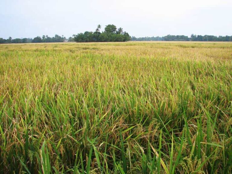 Haryana Government sanctions 49 Cr to be paid to farmers as compensation