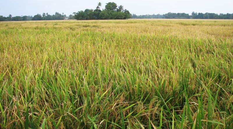 Haryana Government sanctions 49 Cr to be paid to farmers as compensation