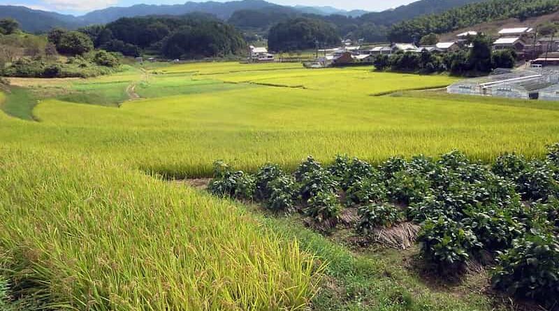 Paddy procurement crosses 300 LMT for the ongoing Kharif Marketing Season 2020-21