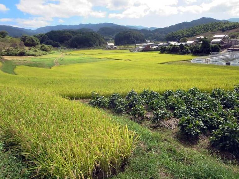 Paddy procurement for Kharif 2020-21 crosses 250 LMT