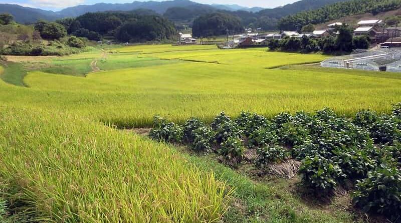 Paddy procurement for Kharif 2020-21 crosses 250 LMT