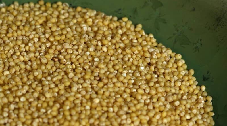 Haryana CM assures farmers of 100 percent millet procurement