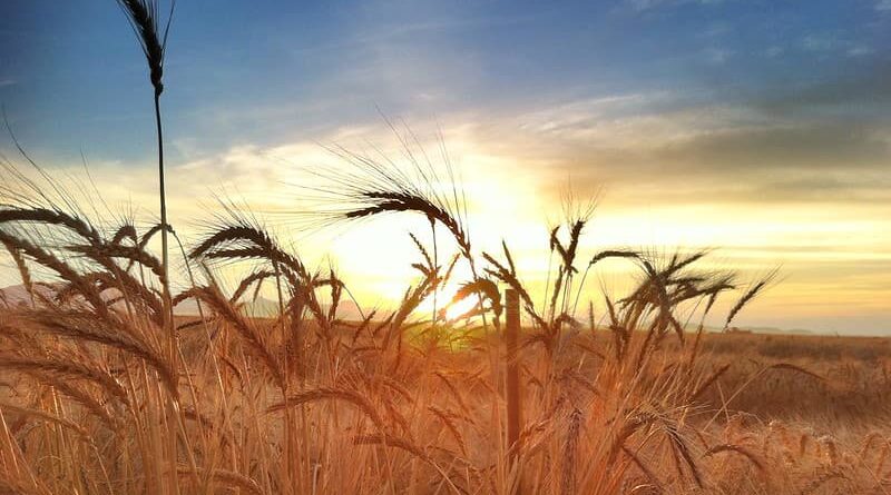 Punjab to defer implementation of the Punjab State Council for Agricultural Education Act