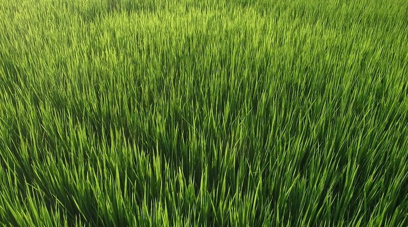 Paddy procurement for Kharif 2020-21 has now crossed 2 Crore MT mark