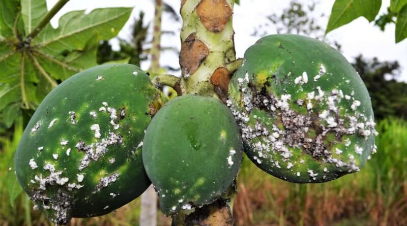 New research maps potential global spread of devastating papaya mealybug pest