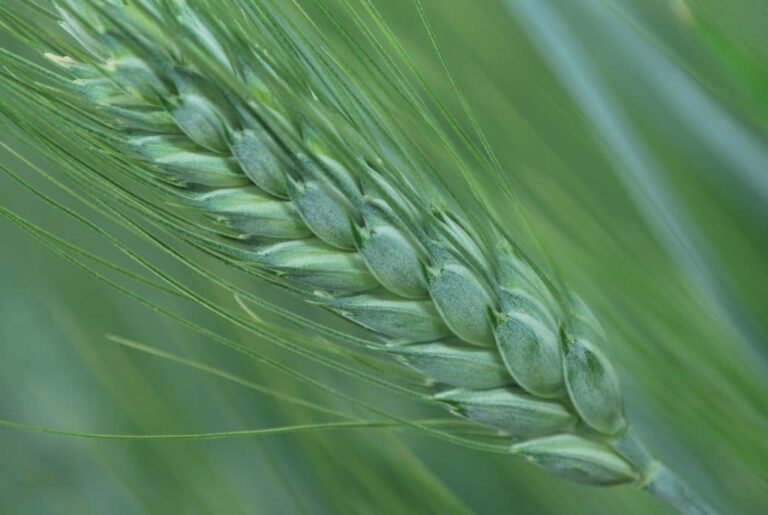 Landmark study generates genomic atlas for global wheat improvement