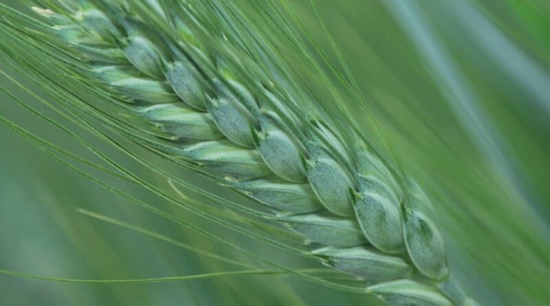 Landmark study generates genomic atlas for global wheat improvement