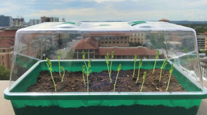 Self-Watering Soil Could Transform Farming
