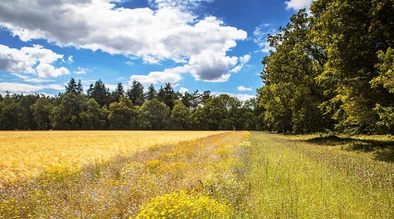 BASF commits to targets for boosting sustainable agriculture