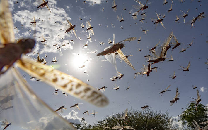 Locust control campaign covers millions of hectares, but the voracious pest is still a threat in East Africa
