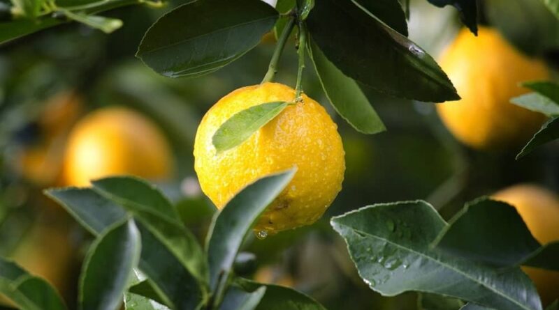 CABI shares expertise on how to tackle citrus greening disease in the Caribbean