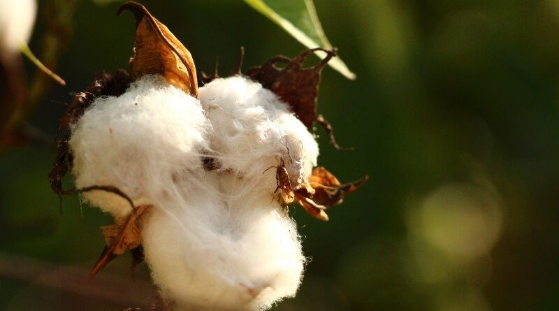 Record arrival of 13 lakh quintal cotton in Punjab mandis so far