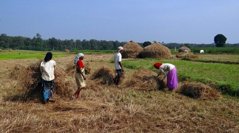 Paddy procurement in India to cross 300 LMT
