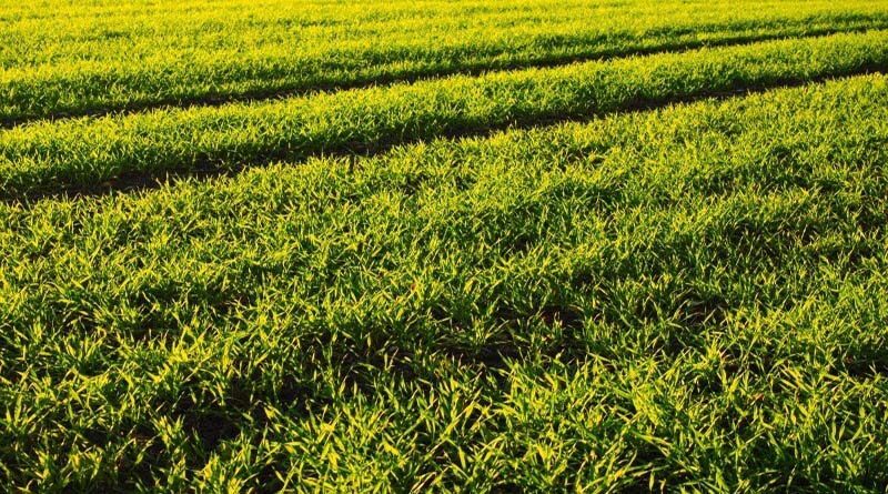 New Zealand timely prevents spread of ToBRFV virus