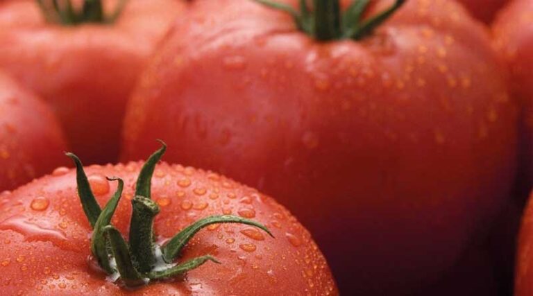 Syngenta to introduce first commercial ToBRFV resistant tomato variety