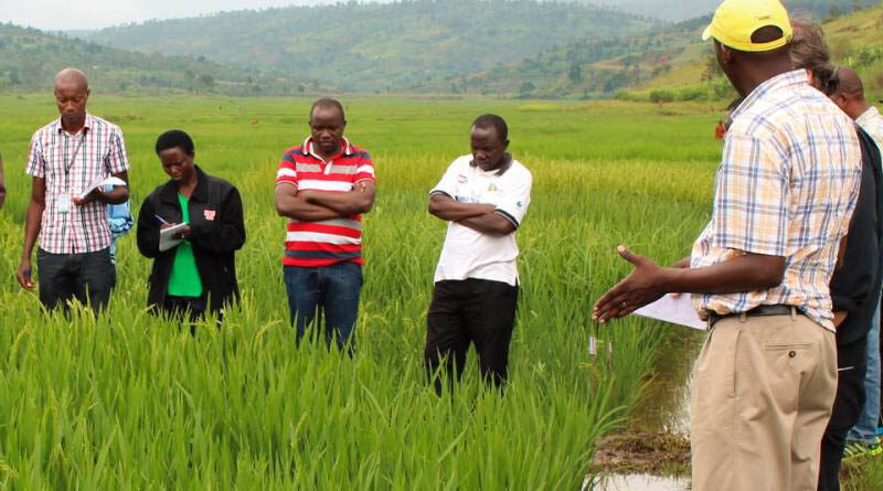 New research project to develop salt- and flood-tolerant rice for Africa within five years