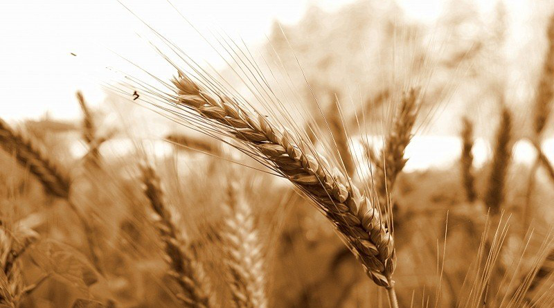 The Farm Acts were envisaged to benefit farmers and strengthen Indian Agriculture