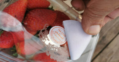 The strawberry season has begun, and with it the illegal smuggling from Gaza