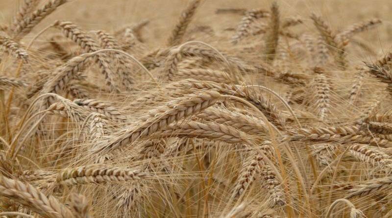 Pau Holds Brainstorming Session On Combating Rusts And Karnal Bunt Of Wheat
