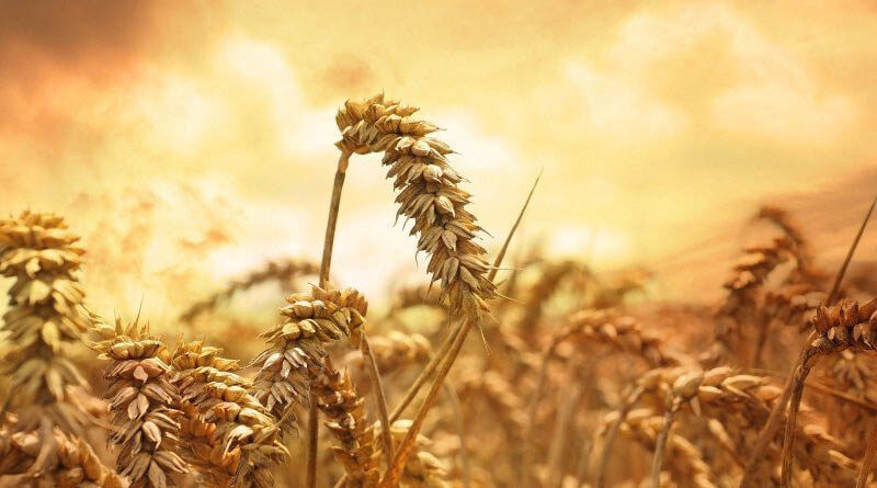 Agriculture Minster Shri Narendra Singh Tomar's Letter to Farmers