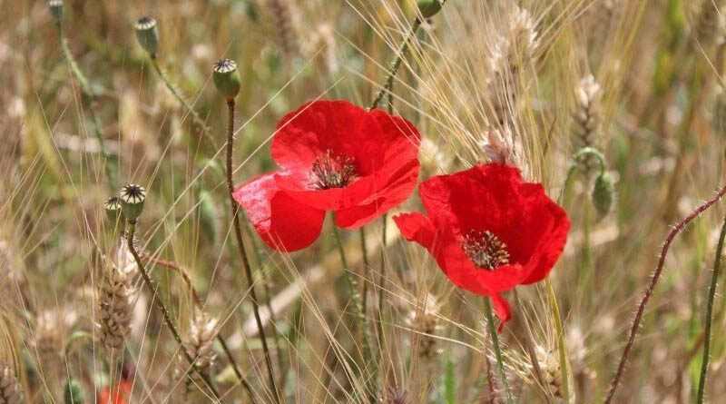 Mr. JP Dalal Inspected The Land Identified In Sector 52A Of Gurugram Proposed For Flower Market Today