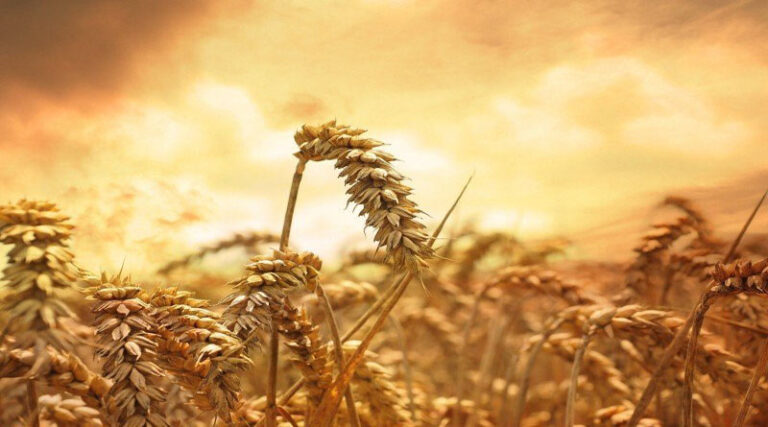 48.96 Lakh Paddy Farmers have benefitted from KMS Procurement Operations