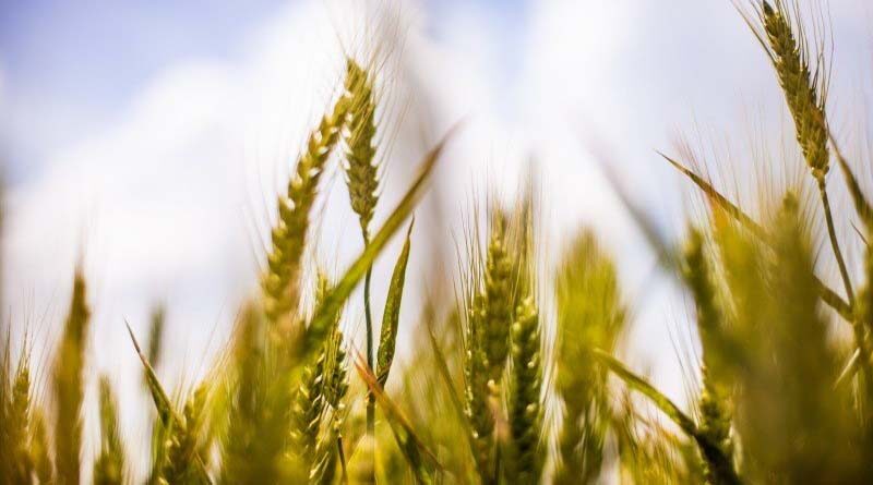 51.90 Lakh Paddy Farmers have benefitted from KMS Procurement Operations