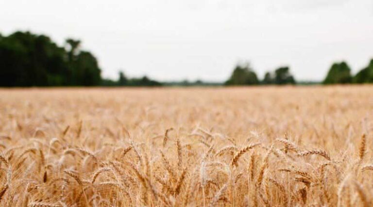 Lakh Paddy Farmers have benefitted from KMS Procurement Operations with MSP value of Rs. 70937.38 Crore