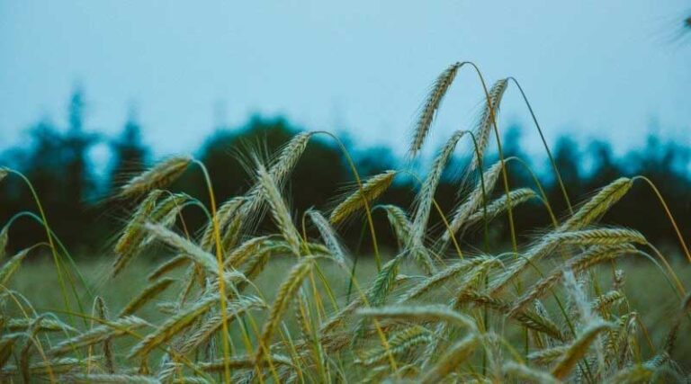 41.72 Lakh Paddy Farmers Have Benefitted From KMS Procurement Operations