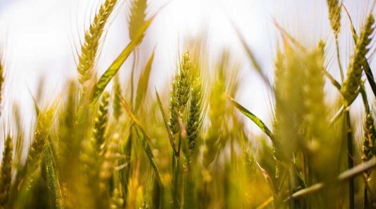 44.32 Lakh Farmers have benefitted from KMS Procurement Operations