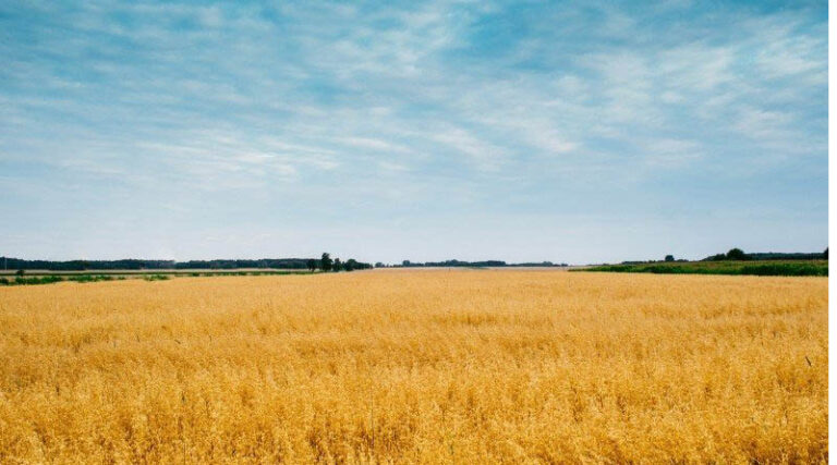Paddy Procurement shows increase of 22.88 % over last year