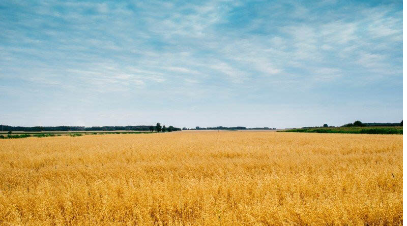 Paddy Procurement shows increase of 22.88 % over last year