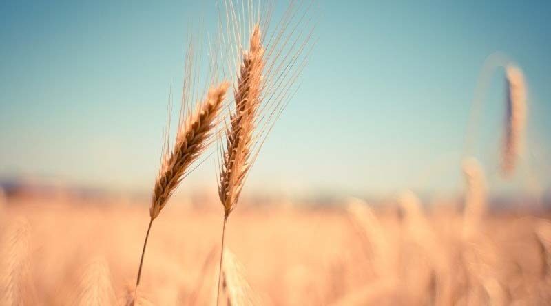 MSP Operations during Kharif Marketing Season 2020-2021